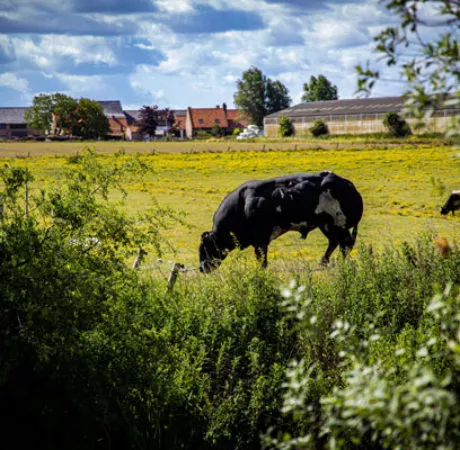 aides bovines