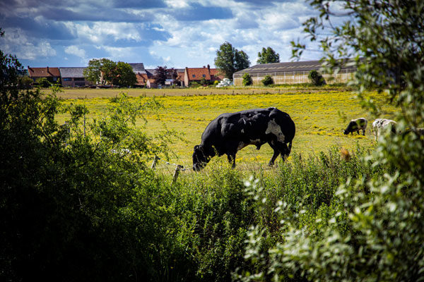 aides bovines