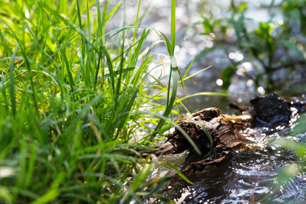 Plan d'actions nitrates